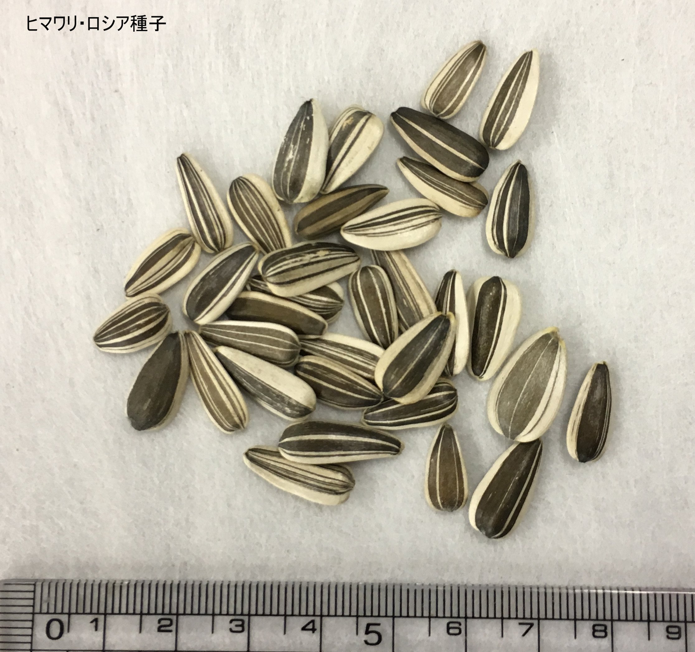 Amazon | 福花園種苗 ひまわり種子(景観用ロシアひまわり)1L詰 | 草
